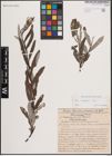 Foto von Salix eleagnos Scop.